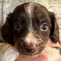 Leaf - Chocolate male Dachshund puppy in Hudson, Michigan from Mittentail Kennel Miniature Dachshunds & Australian Shepherds