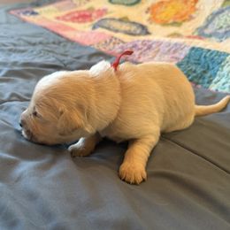 Mr. Red - Light golden male Golden Retriever puppy in Brentwood, California from Golden M Family Farms