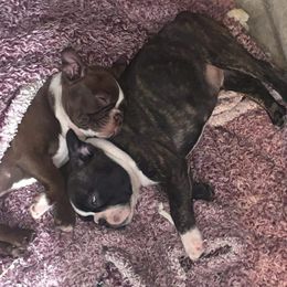 Boston Terriers from Country Loving Bostons