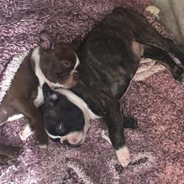 Boston Terriers from Country Loving Bostons