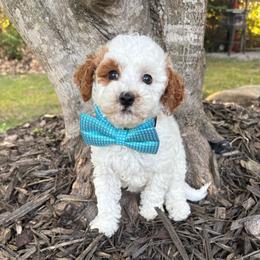 Blue collar - Parti male Goldendoodle puppy in Calico Rock, Arkansas from Cottrell’s Poodles & Doodles