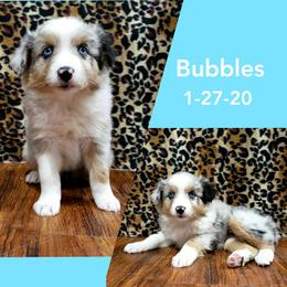 Australian Shepherd and Miniature Australian Shepherd Puppies from J&B Farms