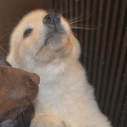 Schipperke Puppies from Delilah's Schipperkes