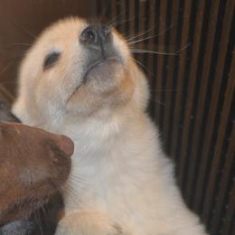 Schipperke Puppies from Delilah's Schipperkes