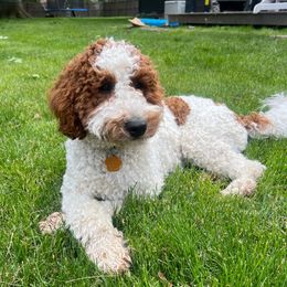 Murphy - Parti male Goldendoodle puppy in Saint John, Indiana from Lulu's Goldendoodles