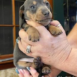Dachshund Puppies from A&R Dachshund