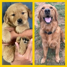 Golden Retriever Puppies from Star City Goldens