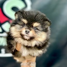 Arya - Black and tan female Pomeranian puppy in Eagle Pass, Texas from Texas Tumbleweed Poms