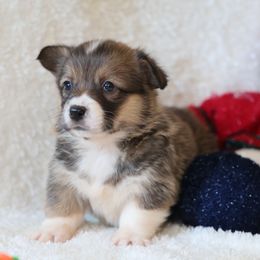 Daisy - Sable female Pembroke Welsh Corgi puppy in Morgantown, Pennsylvania from Goldstar Puppies (License Number 18519)