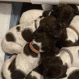German Shorthaired Pointers from Edmonds Pointers