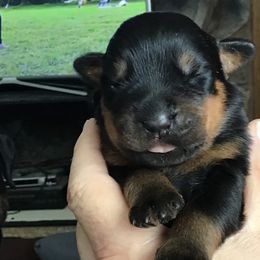 Girl 1 - Black and mahogany Rottweiler puppy in Newport Center, Vermont from Rosalyn's Rottweilers