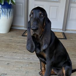 Black and Tan Coonhounds from Tinkers hounds