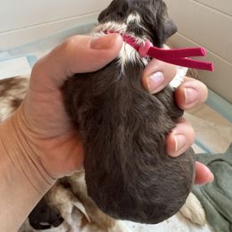 Magnolia - Red tri-color female Australian Shepherd puppy in Columbia Falls, Montana from Firefly Horse Co Wellness Retreat Center
