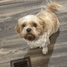 Delylah - Shih Tzu