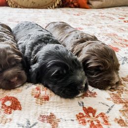 Australian Labradoodle Puppies from Harmony Labradoodles