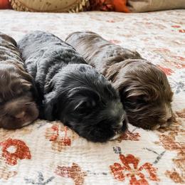 Australian Labradoodle Puppies from Harmony Labradoodles