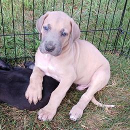 Rocket - Fawn male Great Dane puppy in Marshall, Michigan from Dream K9