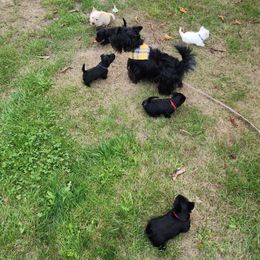 Scottish Terrier Puppies from Nicole's Scottish Terriers