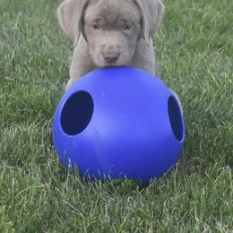 Dilute Retriever Puppies from Royalty Retrievers