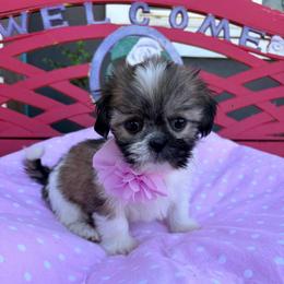 Ava - Liver female Shih Tzu puppy in Hemet, California from Aloha Shih Tzu