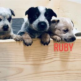 Australian Cattle Dog Puppies from Rising J Cattle Dogs
