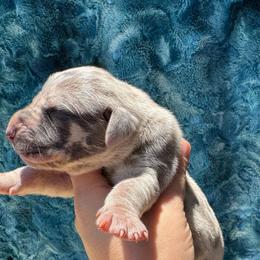 Diamond - Merle female Great Dane puppy in Rosharon, Texas from Parker's Great Danes