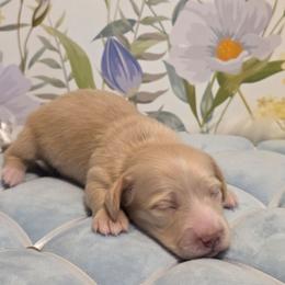 Boy 1 - Cream male Dachshund puppy in Romney, Indiana from Brown's Valley Dachshunds
