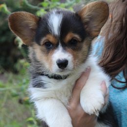 Light Blue Collar - Black and tan female Pembroke Welsh Corgi puppy in Fair Grove, Missouri from Cross D Ranch Corgis