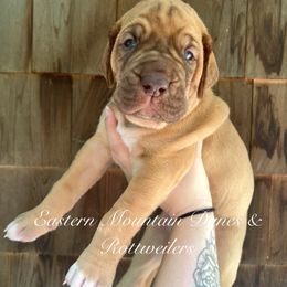 Diane - Chocolate female Great Dane puppy in Hermon, Maine from Eastern Mountain Danes & Rottweilers