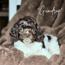 Gumdrop - Brown white and tan female Cockapoo puppy in Cleveland, Georgia from Jam's Doodles And Poodles