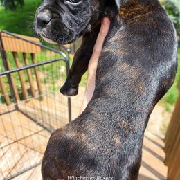 Boxer Puppies from Winchester Boxers
