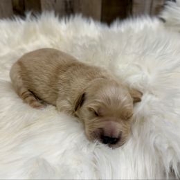 Bella - Golden female Golden Retriever puppy in Oak Hill, Florida from Swingin T Ranch LLC