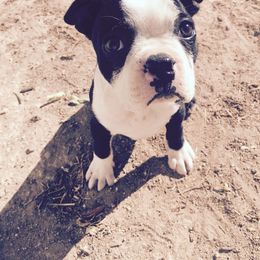 Pickles - Seal and white male Boston Terrier puppy in Pahrump, Nevada from Lujan Ranch