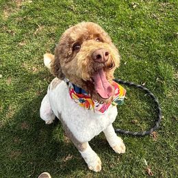 Patrick - Parti Poodle puppy in Kendall, New York from Family Raised Doodles