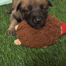 Belgian Malinois Puppies from Blue Shield Malinois