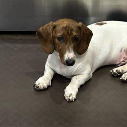 Beau - Dachshund
