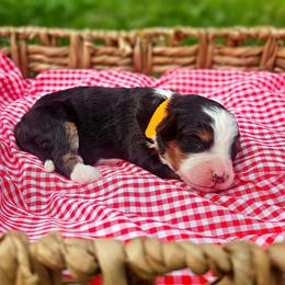 Blaze - Tri-color male Bernedoodle puppy in Russell Springs, Kentucky from 270 Doodles