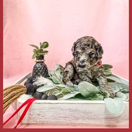 Val - Merle Goldendoodle puppy in Lake City, Florida from 224 Doodles and Poodles