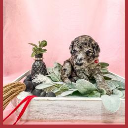 Val - Merle Goldendoodle puppy in Lake City, Florida from 224 Doodles and Poodles