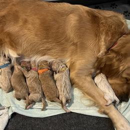 Plum (purple collar) - Apricot female Goldendoodle puppy in Mint Hill, North Carolina from Freshly Minted Goldendoodles