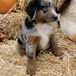 Miniature Australian Shepherds from Darcie's Mini Aussies