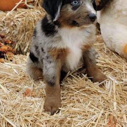 Miniature Australian Shepherds from Darcie's Mini Aussies