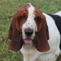 King - Basset Hound