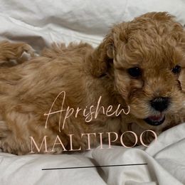 Centurion - Cream male Maltipoo puppy in Weatherford, Texas from Aprishew Maltipoo