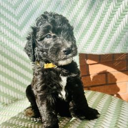 Sheepadoodle Puppies from Boujie Doo’s