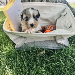 PLUTO - Blue merle male Australian Shepherd puppy in Vernal, Utah from Dancing M Kennels