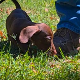 Charlie - Chocolate male Dachshund puppy in Phoenix, Arizona from AZ's Prestigious Miniature Dachshunds