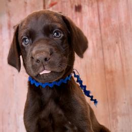 Navy Collar Chocolate Male - Chocolate male Labrador Retriever puppy in Gainesville, Georgia from Rucker Retrievers