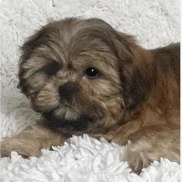 AKC Paddington Bear - Red male Shih Tzu puppy in Greenville, South Carolina from Babyface Shih Tzu