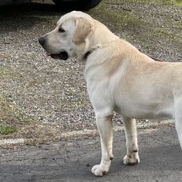 Pluto - Labrador Retriever